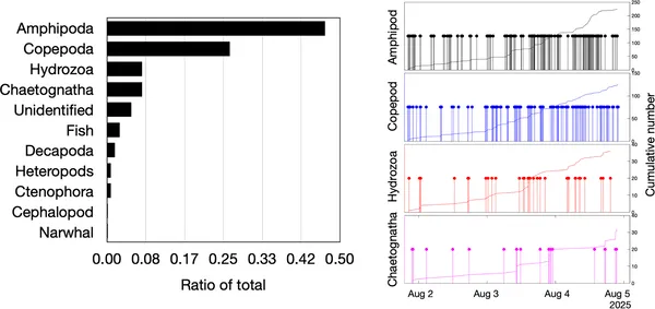 Number and timing of the most commonly spotted animals during observations.