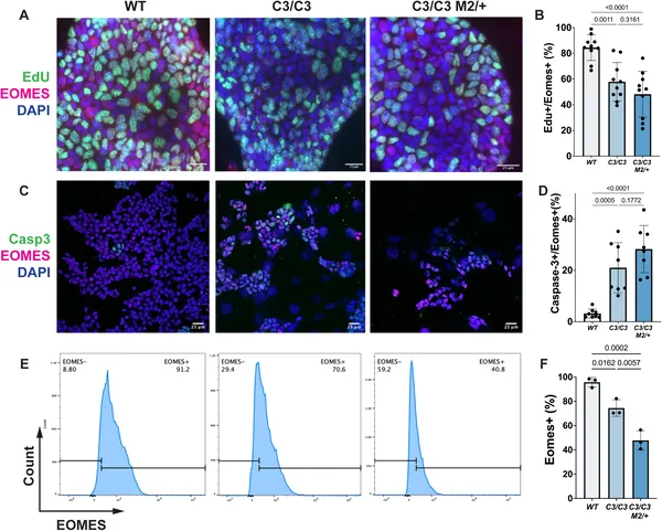 Stem cells with a semi-lethal gene show unusual growth and cell death patterns compared to normal cells.