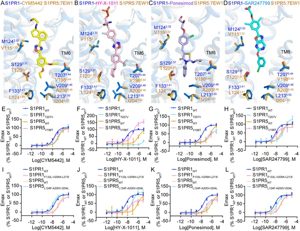 Differences in key protein parts affect how four drugs selectively activate S1PR1 and S1PR5 receptors, shown by structural and activity tests.