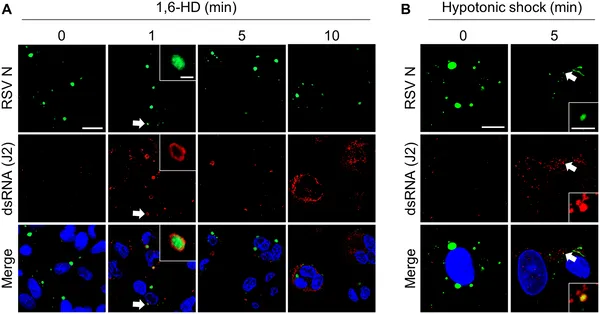 Breaking viral inclusion bodies in infected cells causes double-stranded RNA to leak out, shown by specific staining under a microscope.