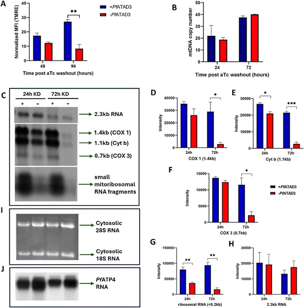 Reducing Pf ATAD3 in malaria parasites causes major mitochondrial problems, shown by changes in membrane potential, RNA levels, and gene copies.