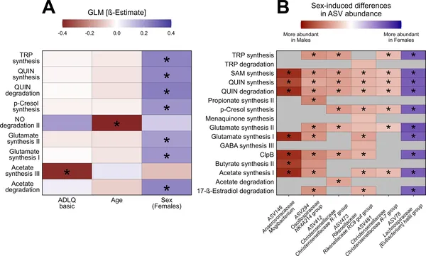 Age, sex, and daily living skills affect gut bacteria's brain-related activity, with differences seen between males and females.