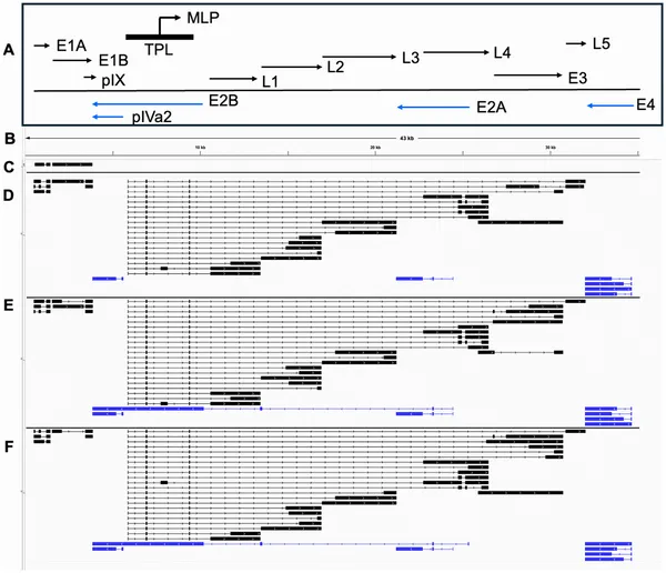 This figure shows how the HAdV-D10 virus's genes are active at different times after infection, with key gene maps and directions highlighted.