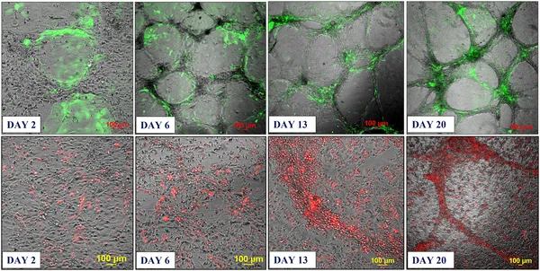 Fluorescent cancer cells were added to 3D blood vessel-like networks, showing cancer cell movement toward these structures over three weeks.