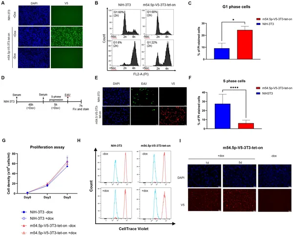 m54.5p protein stops cells from dividing by blocking their progress at a key cell cycle stage, shown by DNA and protein staining.