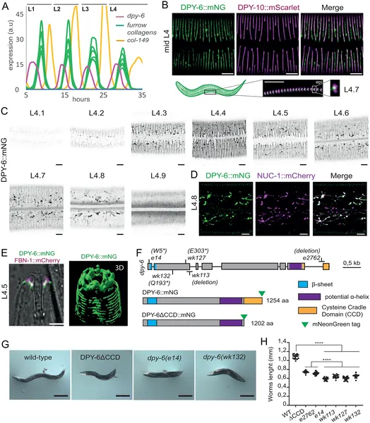 DPY-6 protein cycles during molts, localizes to skin furrows, and appears between old and new cuticles in developing worms.