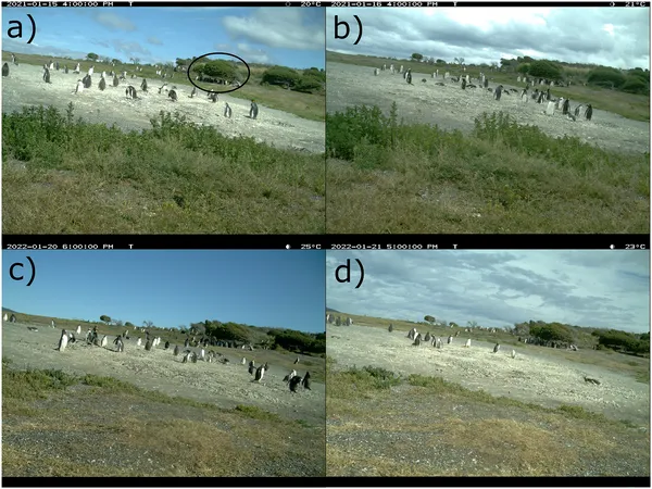 Time-lapse photos show chicks resting under bushes on hot days (≥20°C) during 2021 and 2022 seasons.