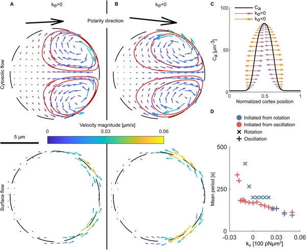 Flow patterns in cells show how surface tension affects activator movement and oscillation timing during early simulation stages.