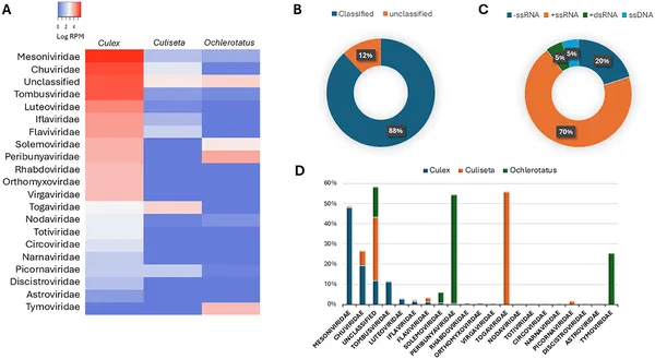 This figure shows the variety and amount of viruses found in different mosquito species, including their types and genetic structures.