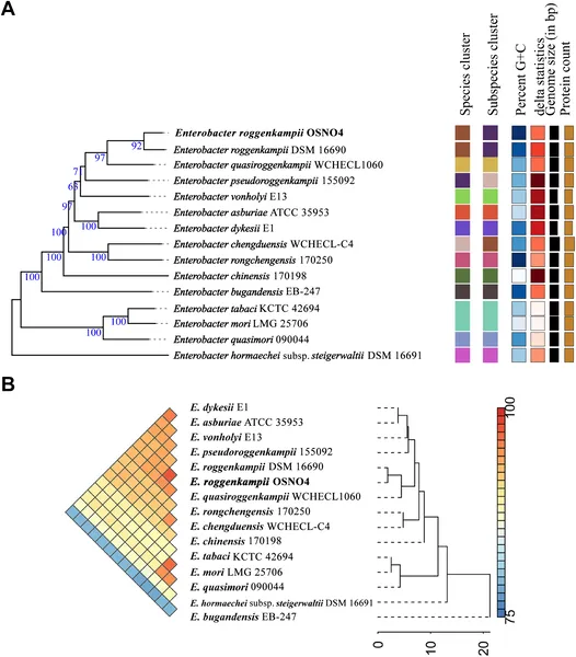 Phylogenomic analysis shows the genetic relationships of E. roggenkampii OSNO4 with related bacteria using genome comparisons and similarity scores.