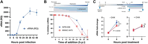 MWAC-3475 reduces Zika virus RNA levels in infected cells when added at different times, showing its ability to block virus replication.