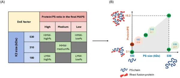 Fig 4 shows five MAPS types made by mixing K2 size and protein/polysaccharide ratios, tested in rabbits and mapped by their features.