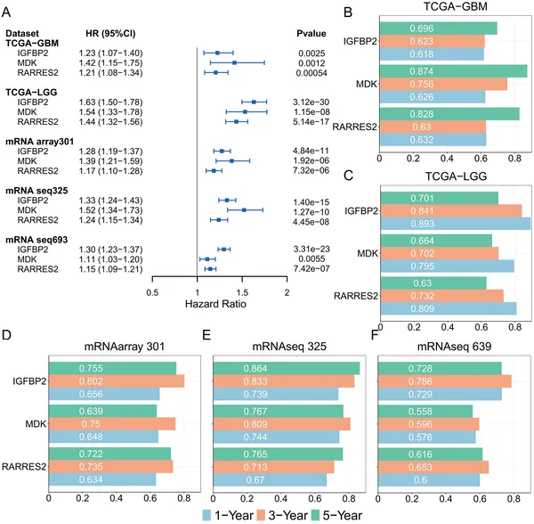 Analysis shows how genes IGFBP2, MDK, and RARRES2 predict patient outcomes across multiple brain tumor datasets.