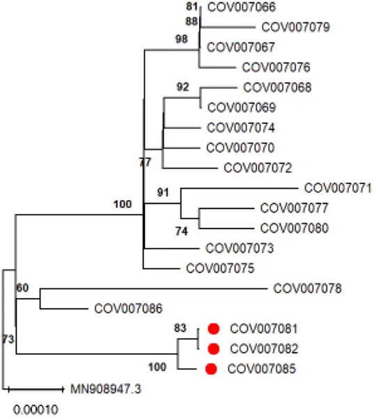 Phylogenetic tree showing COVID-19 virus samples from a Santander outbreak, local controls, and the original Wuhan strain for comparison.