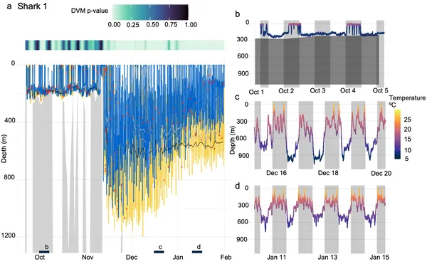 Shark 1's depth and movement patterns over time show day-night shifts and bioluminescence detections in different water layers.