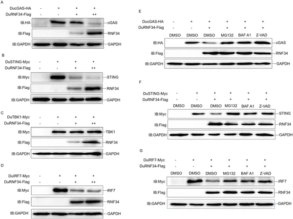 DuRNF34 helps break down key proteins in cells using different pathways, shown by experiments in duck cells with various treatments.