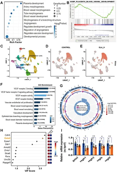 Exposure to lactic acid disrupts placental blood vessel development, shown by gene and cell analyses in mouse placentas.