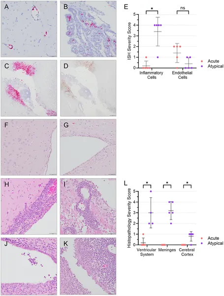 Brain scans show virus presence and inflammation in ferrets with atypical Ebola, unlike acute cases with virus only in blood vessels.