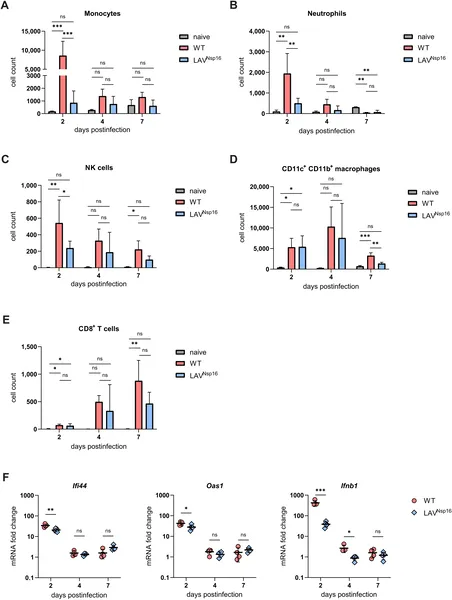 This figure shows immune cell levels and antiviral gene activity in mouse lungs after infection with normal or weakened virus over several days.