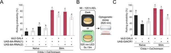 Blocking octopamine signals in specific neurons stops pain sensitivity changes after experience, without affecting normal pain responses.