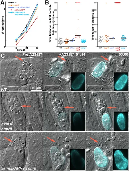 Removing APR9 and KinesinA slows parasite growth and greatly reduces their movement when leaving host cells.