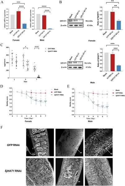 Reducing SjHAT1 in adult worms lowers gene and protein levels, decreases egg laying and movement, and changes reproductive organ structure.