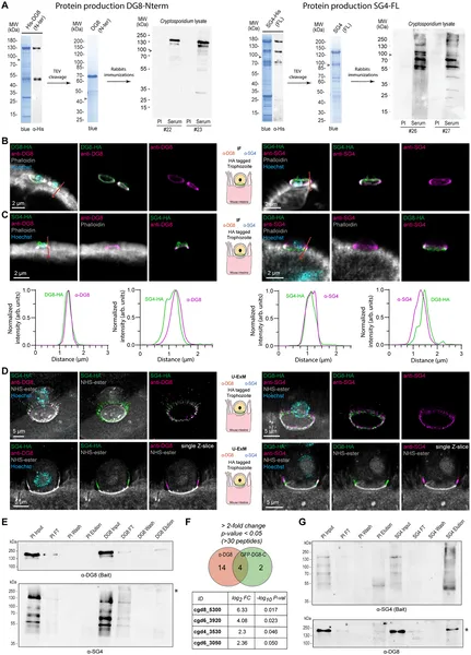 Antibodies show partial overlap between DG8 and SG4 proteins in infected intestinal tissue, highlighting their close interaction sites.