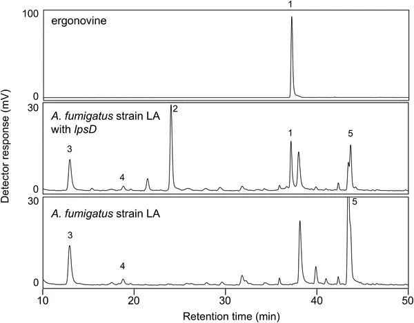 HPLC analysis shows different chemical compounds in fungus A. fumigatus with and without a gene from A. leporis, compared to an ergonovine standard.