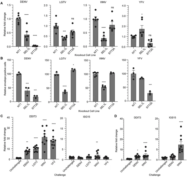 Testing how specific genes affect virus levels and cell responses in infected liver cells using RNA and protein measurements.
