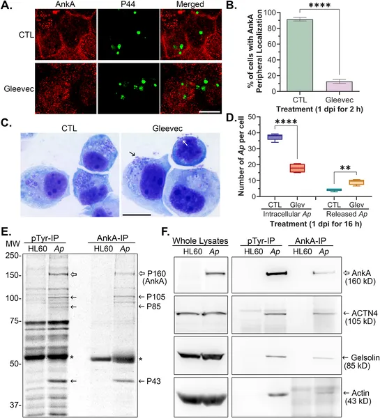 AnkA protein moves to cell edges and binds actin-related proteins, needing Abl-1 kinase; Gleevec disrupts this and triggers bacterial release.