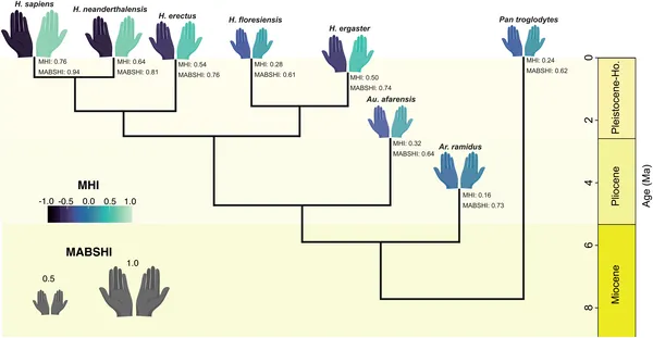 This figure shows predicted hand preference strength and direction in ancient human species, with hand size and color indicating bias levels.