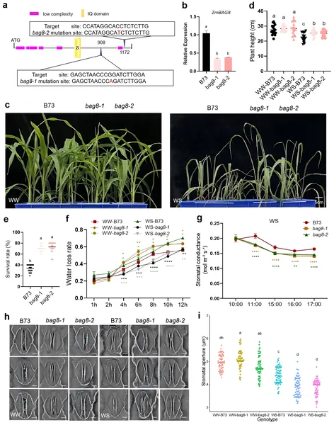 Study of bag8 mutant maize shows changes in gene expression, growth, survival, water loss, and stomata under normal and drought conditions.