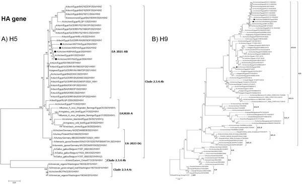 Phylogenetic tree showing relationships of Egyptian H5 and H9N2 viruses studied, marked with black dots.
