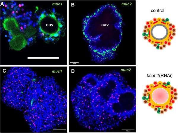 bcat-1 RNAi-treated cultures lack specific mucin gene expression seen in normal parasite cells, shown by colorful cell imaging.