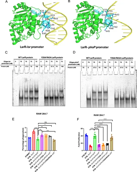 Salmonella's LuxS/AI-2 signals control gene expression by LsrR binding DNA, affecting survival and growth inside cells.
