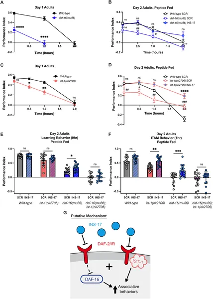 Mutations affecting DAF-2 signaling impair worm learning and memory, but INS-17 treatment can restore these behaviors.