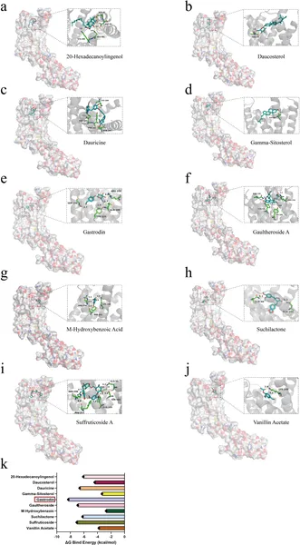 Active compounds from Gastrodia elata bind to the P2RY12 protein, showing how they fit and interact, with their binding strengths measured.