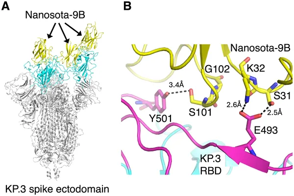 Cryo-EM shows how Nanosota-9B binds and stabilizes the KP.3 spike protein by attaching to all three RBD sites.