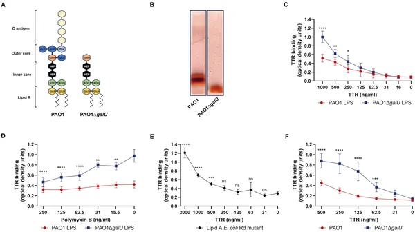 This figure shows how the protein TTR binds to bacterial molecules called LPS and lipid A from different strains and mutants.