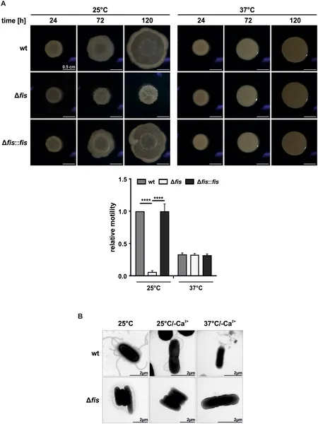 Fis helps bacteria move by controlling flagella growth, shown by movement tests and microscope images comparing normal and mutant strains at different temperatures.