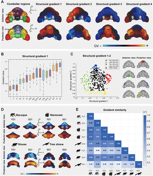 Tree shrew cerebellum shows distinct structural connectivity patterns compared across species, highlighting key brain region gradients and their correlations.