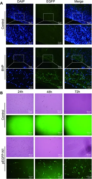Nanoparticles carrying genes showed strong fluorescence in rat skin and increased green signals in cells over 72 hours, proving successful gene delivery.