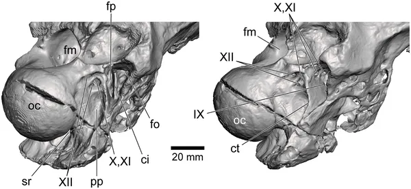3D CT images show the back skull area of specimen NRRU-F01020035 from two angles, highlighting key bone features and nerve exits.