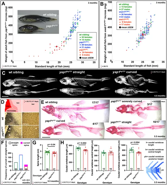 Adult yap1 mutants show curved spines, smaller vertebrae, and reduced growth compared to normal fish, with similar muscle fiber types observed.