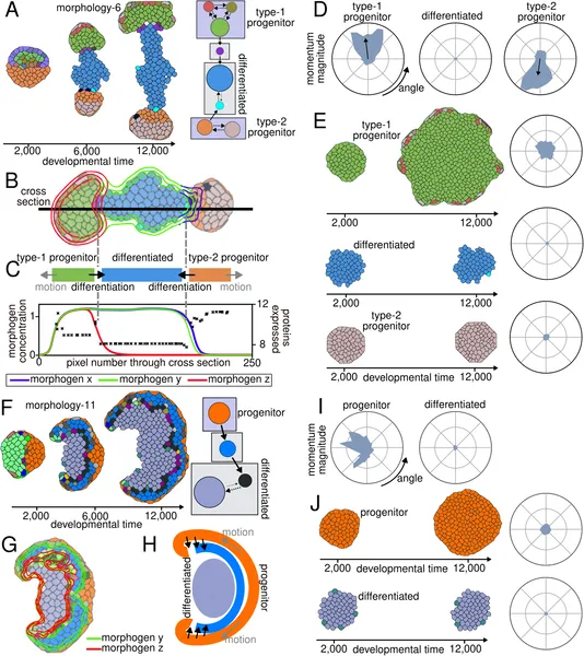 This figure shows how two types of progenitor cells move and change into a differentiated cell type over time, guided by chemical signals.