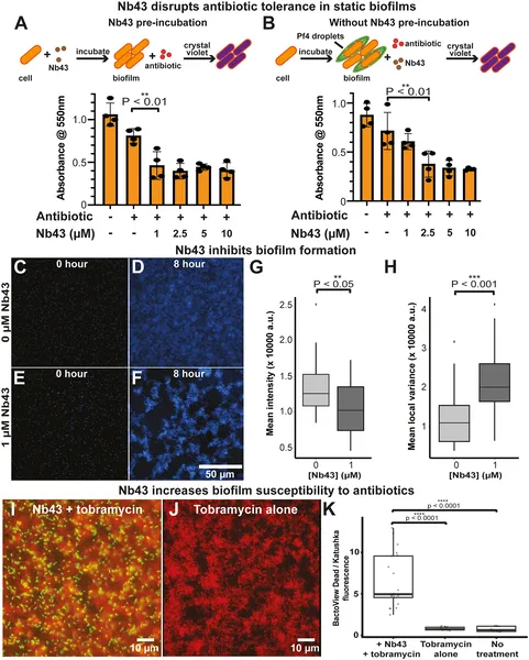 Nb43 treatment makes P. aeruginosa biofilms more sensitive to antibiotics, reducing their growth when combined with tobramycin.