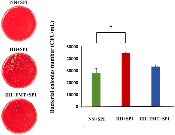 FMT treatment lowered bacterial colonies in rats infected with Streptococcus pneumoniae under low oxygen conditions.