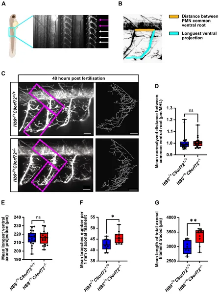 Loss of C9orf72 causes slight extra branching in spinal motor neuron axons without changing their length in developing larvae.